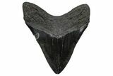 Fossil Megalodon Tooth - South Carolina #360784-2